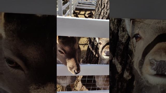 Европейские лани 🦌 смотреть онлайн