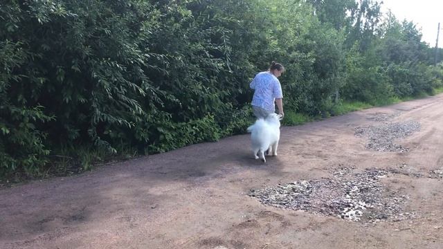 Школа правильной дрессировки собак Кристины Скороспеховой смотреть онлайн