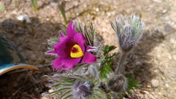 Прострел/ Сон трава/ Pulsatilla. Виды и сорта - ярких и нежных первоцветов