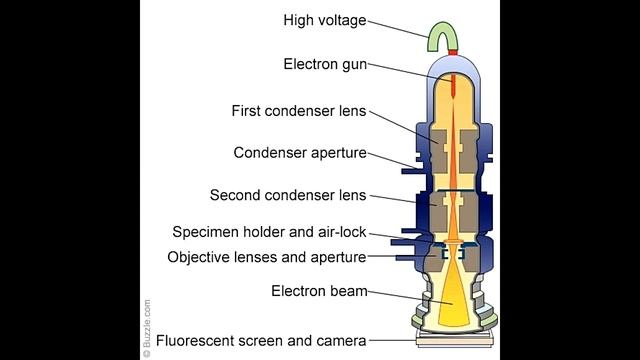 Light Microscope Vs Electron Microscope смотреть онлайн