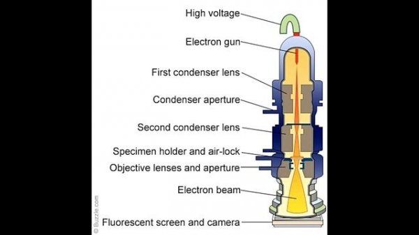 Light Microscope Vs  Electron Microscope