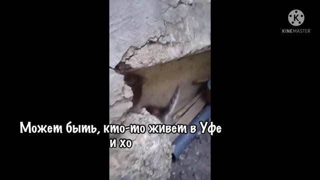 Бездомные котята ищут дом 🥺 смотреть онлайн