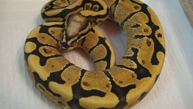 New 2009 Super Vanilla Ball Python смотреть онлайн