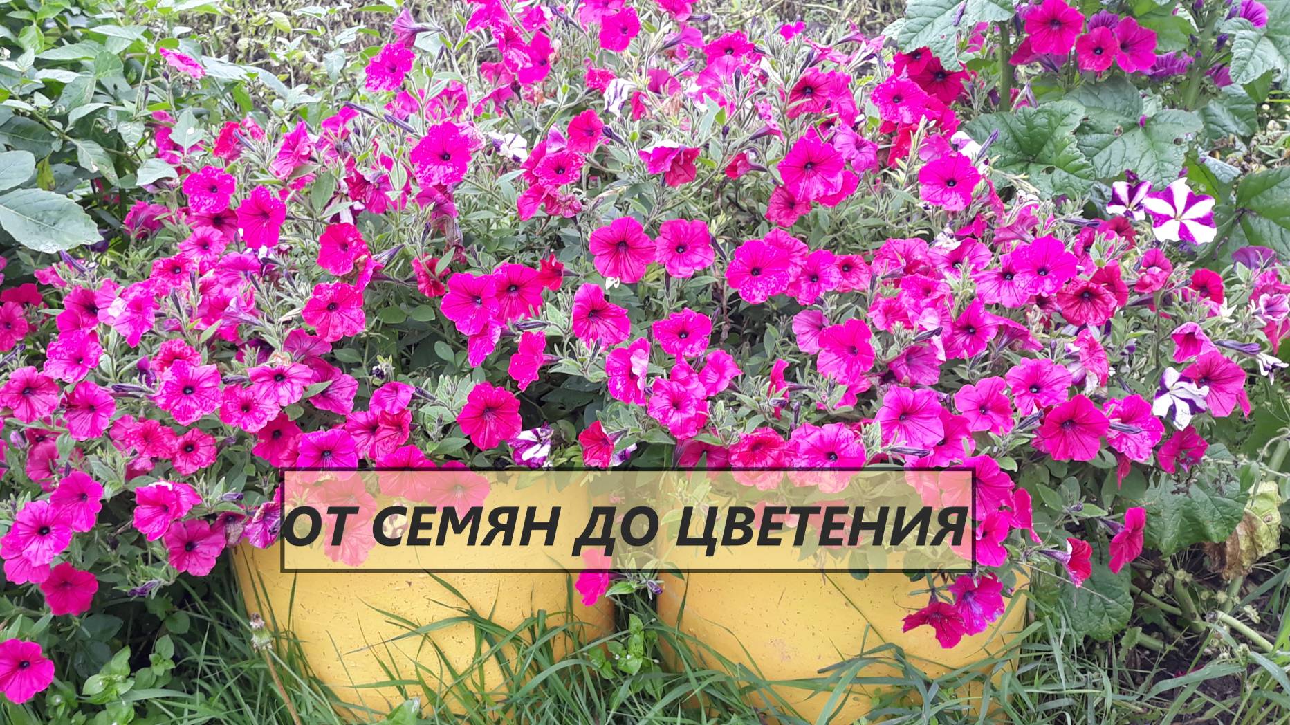 Петуния красавица от семян до цветения. Процесс роста однолетнего цветка #36