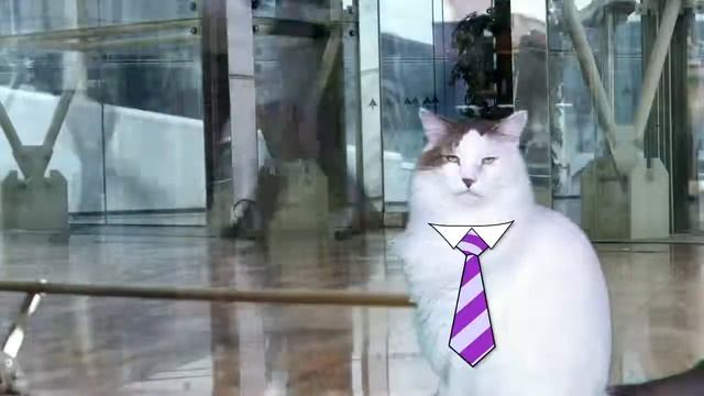 HAPPY BIRTHDAY CAESAR! - EPIC CAT Happy Birthday Song смотреть онлайн