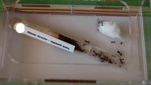 Лучшие муравьи для новичков