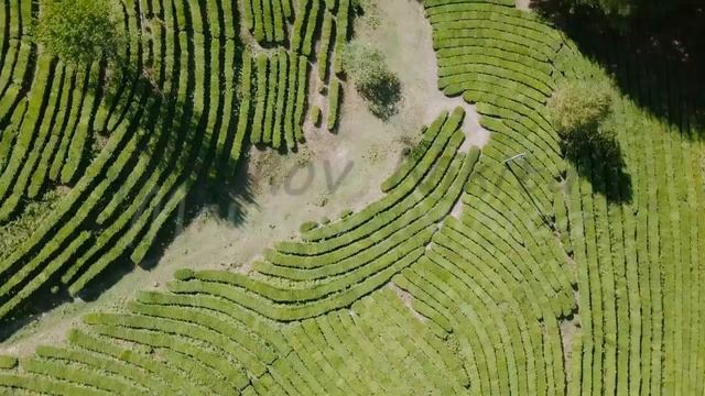 Flight over tea plantation. Krasnodar, Sochi, Russia, From Dron смотреть онлайн