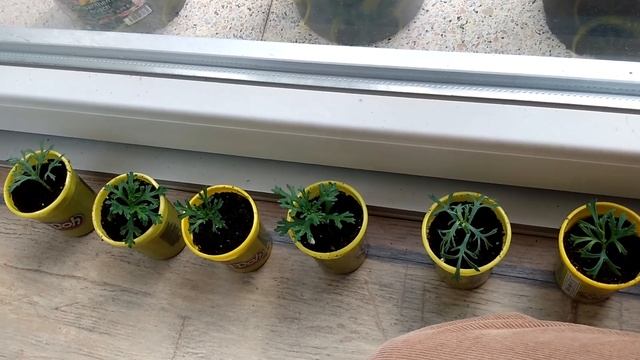 Новый проект! Растим штамбовое деревце вместе. Этап 1.