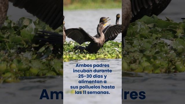 El ave Cormorán🐦⬛ se alimenta de peces y ranas fue avistado en el humedal La Conejera. смотреть онлайн