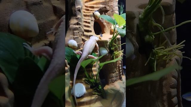 🦎 Тритон иглистый (ребристый) & 🐠 Неон голубой смотреть онлайн