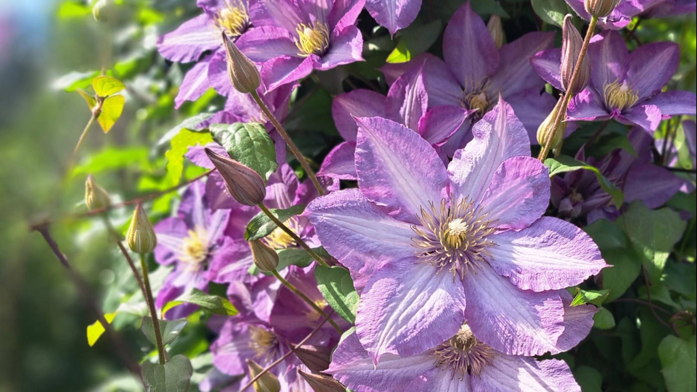 Глэдис Пикард или Джоан Пиктон? Кто же он, этот красавец?