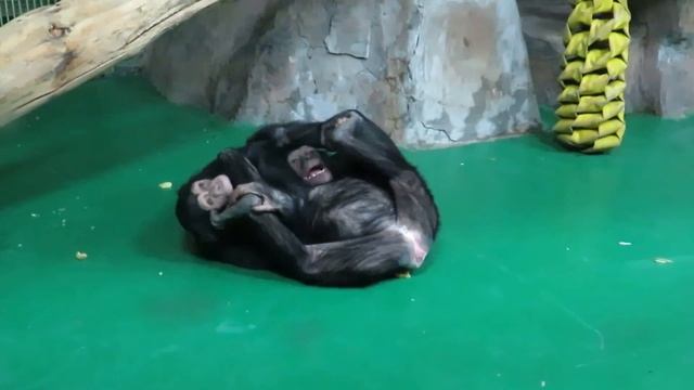 Утренняя разминка у шимпанзе Фили и Люси 22.12.2019 смотреть онлайн