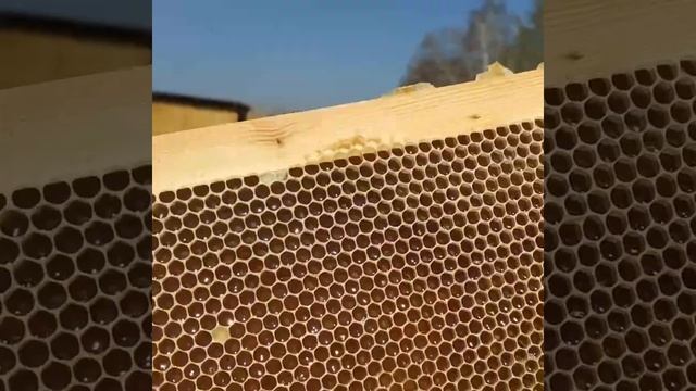 Майский мёд смотреть онлайн