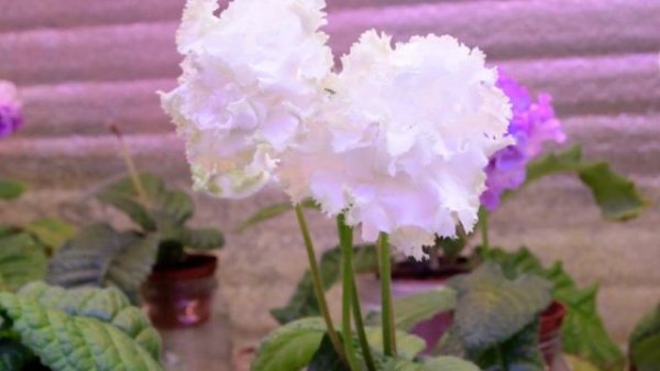 Стрептокарпусовый дом. Селекция streptocarpus DS. 30,07,2024