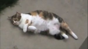 Кот пукает