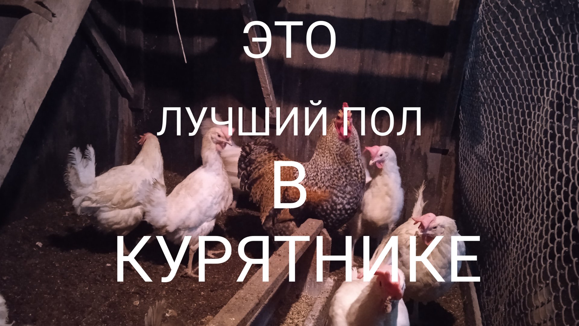 Это самый лучший теплый пол в курятнике смотреть онлайн