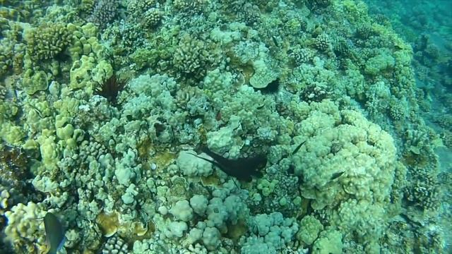 Snorkeling at Molokini in Maui, HI смотреть онлайн