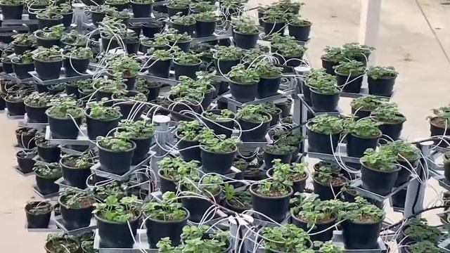 Affinor Growers Greenhouse 2022 смотреть онлайн