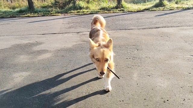 как научить собаку апорт? принеси? смотреть онлайн