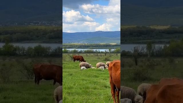 Флора и фауна Крыма🇷🇺❤️ смотреть онлайн