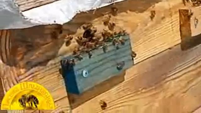 С этих растений собирают наш мед!!! смотреть онлайн