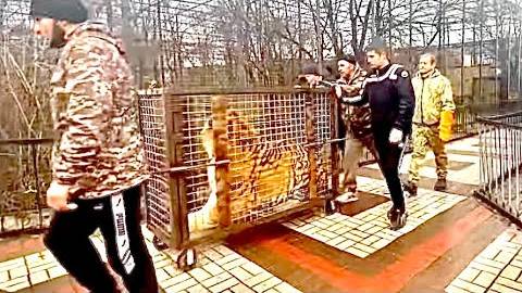 Вот ЭТО МОЩЬ! Олег Зубков выпускает в вольер ОГРОМНОГО ТИГРА, и снова нужно ехать спасать кого-то смотреть онлайн