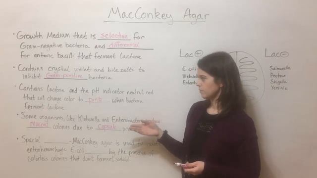 MacConkey Agar смотреть онлайн
