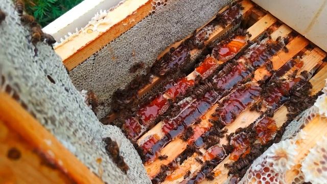 Продуктивность пчелы Бакфаст в Сибири смотреть онлайн