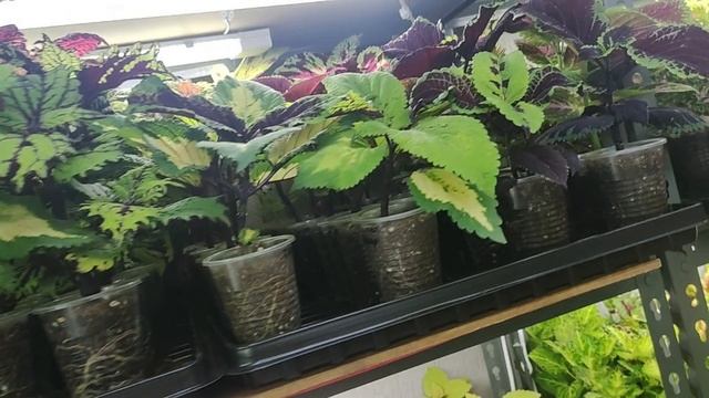 Обзор стеллажей в декабре. Работа кипит. Черенкование посевы пересадки. смотреть онлайн