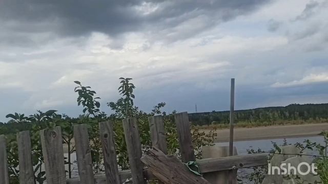 . Алыча Комета поздняя и слива Стартовая. Сад на берегу Енисея.