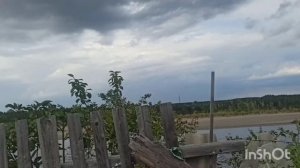 . Алыча Комета поздняя и слива Стартовая. Сад на берегу Енисея.