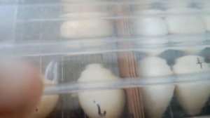 Вывод индоутят в инкубаторе блиц.