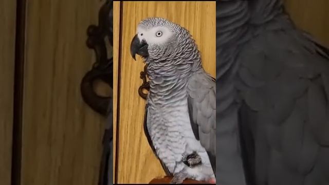 жил был у бабушки серый кузнечик смотреть онлайн