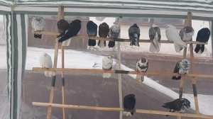 Голуби Александра из Ханжёнково. Ранее покупал у него голубей. Ярмарка голубей в Красном Луче.