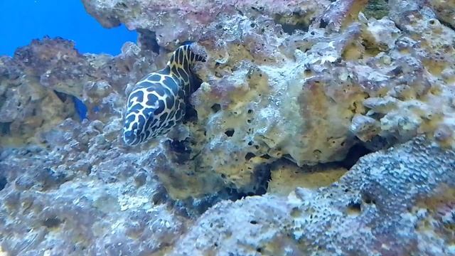 Animals 279 Cellular Moray eel смотреть онлайн