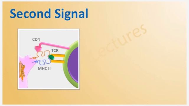 T cell receptor and activation part 4 смотреть онлайн
