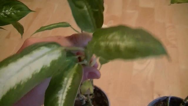 Using a 1.5 Volt DC Battery to Return Deformed Plant Growth Patterns to Normal Experiment Results смотреть онлайн