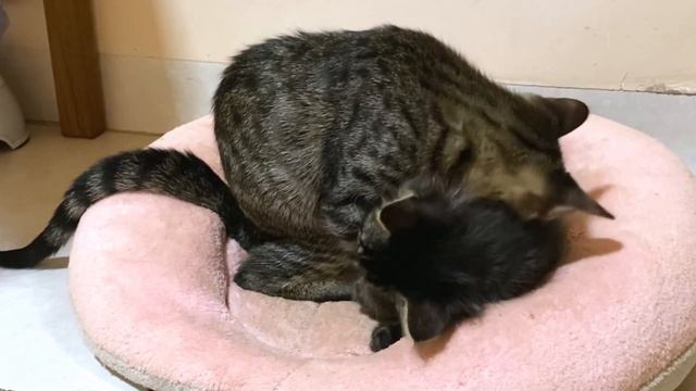 血のつながりのない新入り子猫への姉猫の愛に涙腺崩壊… смотреть онлайн