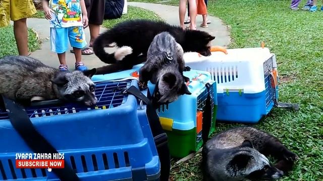 Bermain Bersama Binatang - Extremely FUNNY civet VIDEOS смотреть онлайн