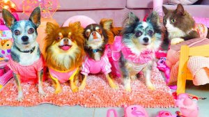 24 ЧАСА В РОЗОВОМ! День рождения Софии глазами питомцев 🎀🐶