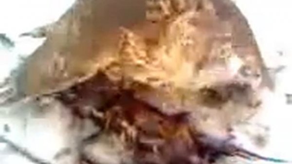 Ястреб взял голубя