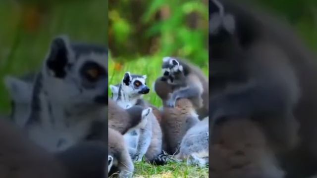 Lemur 🐒monkey смотреть онлайн