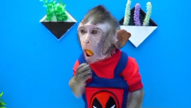 Бон Бон Bon Bon