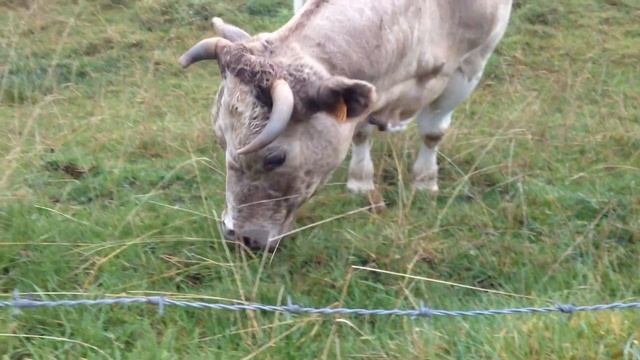 Корова жует траву