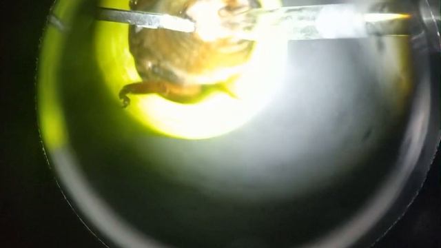 Инструментальное осеменение пчелиной матки смотреть онлайн