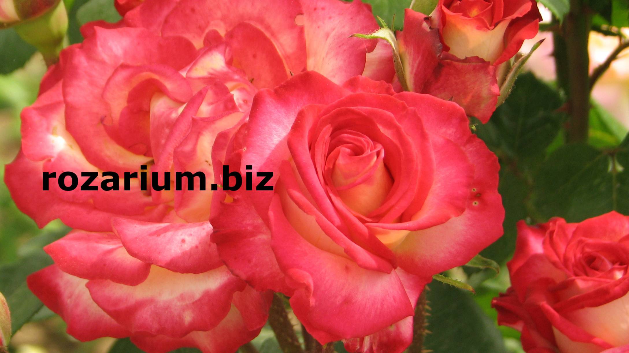 Как правильно высаживать розы, Питомник Роз Полины Козловой rozarium.biz смотреть онлайн