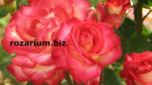 Как правильно высаживать розы, Питомник Роз Полины Козловой rozarium.biz