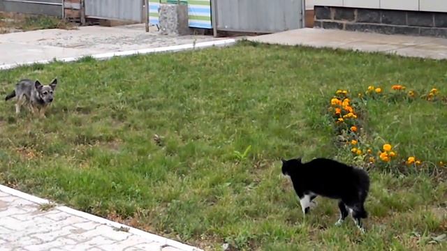 Бойцовский кот смотреть онлайн