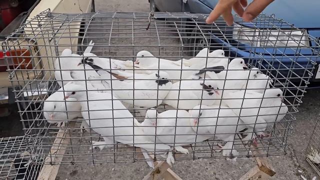 Голуби цены Птичий рынок г Прохладный -ч2 смотреть онлайн