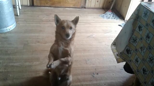 Пес танцює смотреть онлайн